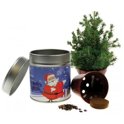 Weihnachtsbaum wachsen gesetzt - Topgiving
